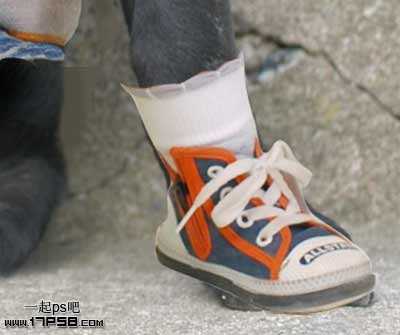 ‘PS合成一只穿童装的小黑狗教程‘