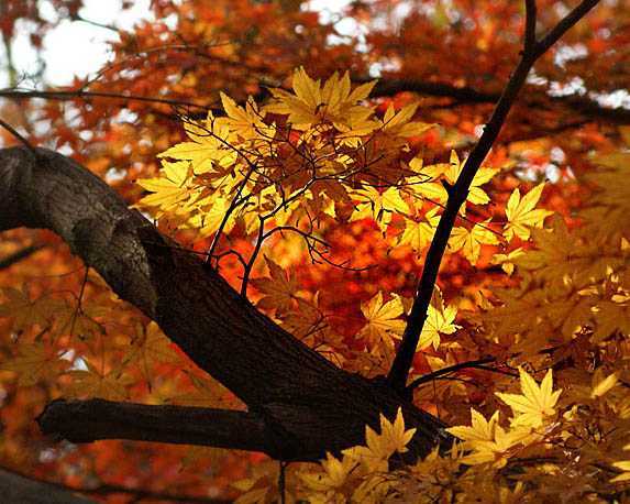 ‘Photoshop将中年妇女转为轻柔的古典手绘效果‘