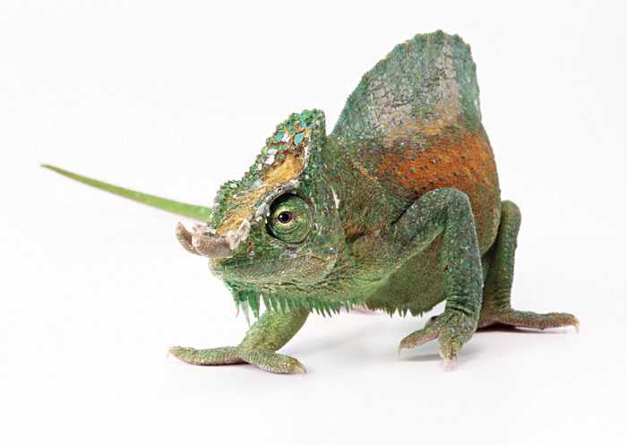 ‘PS合成制作出恐怖片中的巨大蜥蜴‘