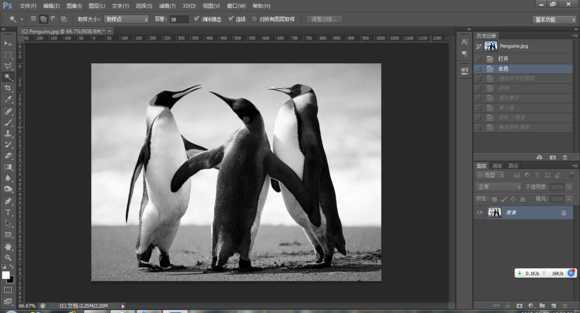 ‘PS一分钟把彩色企鹅图片转化为黑白铅笔画‘
