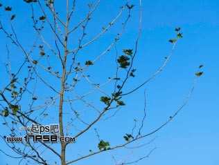 ‘Photoshop利用通道和计算命令抠出复杂物体的实例教程‘