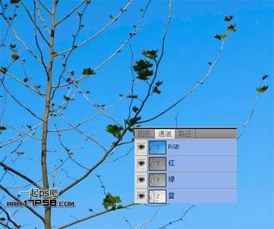 ‘Photoshop利用通道和计算命令抠出复杂物体的实例教程‘