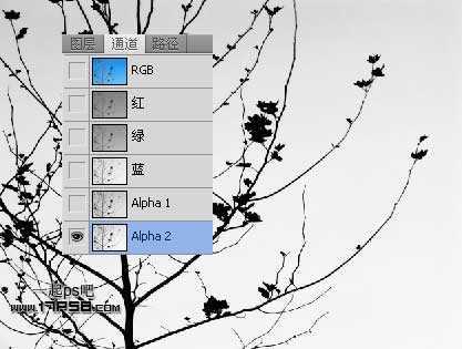 ‘Photoshop利用通道和计算命令抠出复杂物体的实例教程‘