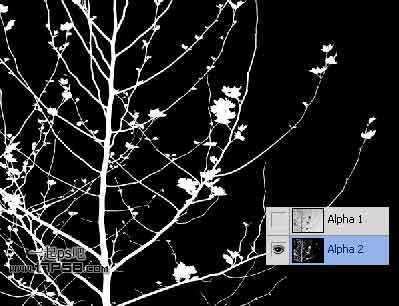 ‘Photoshop利用通道和计算命令抠出复杂物体的实例教程‘