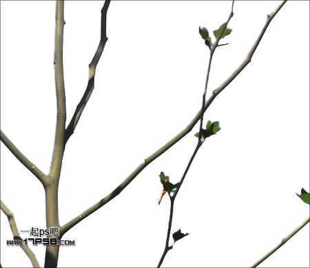 ‘Photoshop利用通道和计算命令抠出复杂物体的实例教程‘