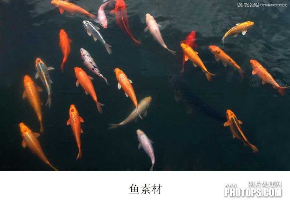 ‘教你用Photoshop把废弃的荷花图制作戏鱼图封面‘