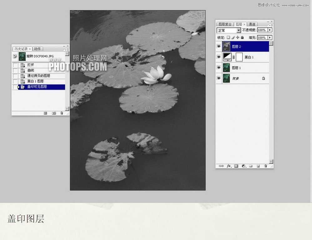 ‘教你用Photoshop把废弃的荷花图制作戏鱼图封面‘