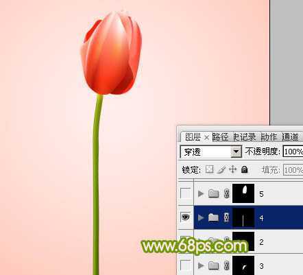 ‘Photoshop打造一朵含苞欲放的红色郁金香教程‘