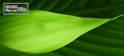 ‘Photoshop将制作出漂亮绿叶上的水珠‘