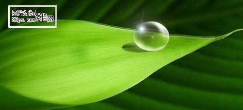 ‘Photoshop将制作出漂亮绿叶上的水珠‘