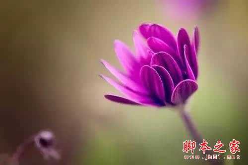 摄影技巧 | 花卉摄影实用技巧