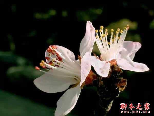 摄影技巧 | 花卉摄影实用技巧
