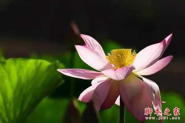 摄影技巧 | 花卉摄影实用技巧