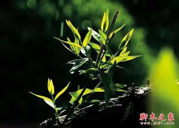 摄影技巧 | 花卉摄影实用技巧