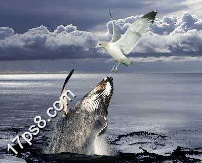 ‘photoshop将合成鲸鱼越出水面掠夺海鸥食物场景效果‘