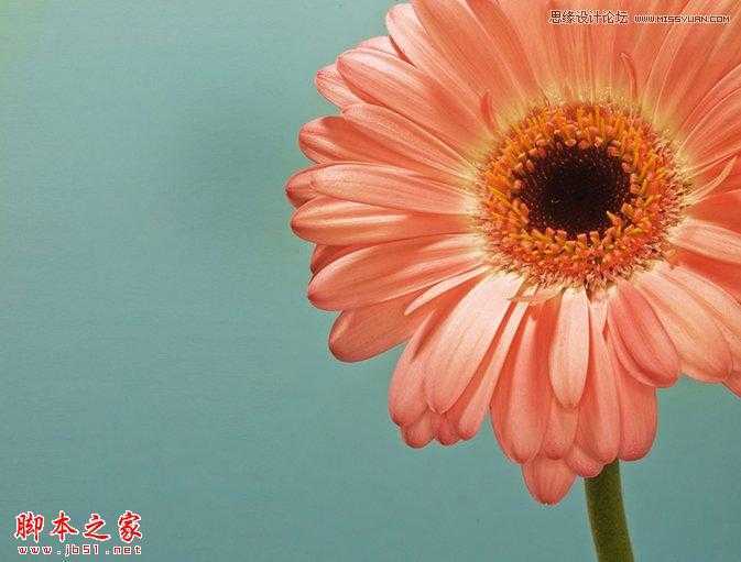 ‘Photoshop将花朵照片调出颓废复古效果‘
