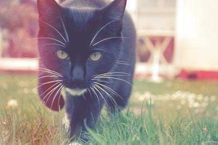 ‘photoshop将可爱的猫咪图片打造出复古老照片效果‘