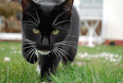 ‘photoshop将可爱的猫咪图片打造出复古老照片效果‘