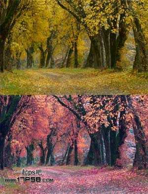 ‘Photoshop为平淡的秋天树林调成红色的效果‘