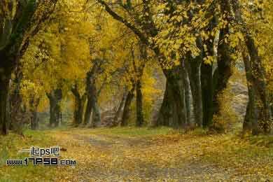 ‘Photoshop为平淡的秋天树林调成红色的效果‘