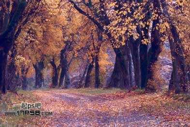 ‘Photoshop为平淡的秋天树林调成红色的效果‘
