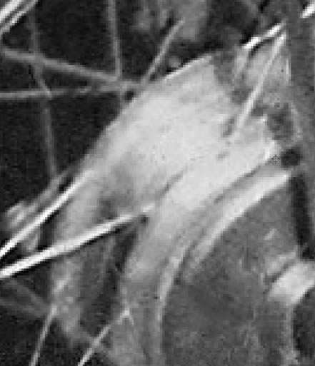 ‘PS快速修复被撕坏的旧照片‘