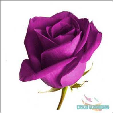 Photoshop教程：制作诱人的巧克力玫瑰