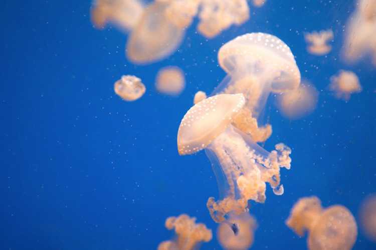 园内水族馆如何拍摄好？ 脚本之家
