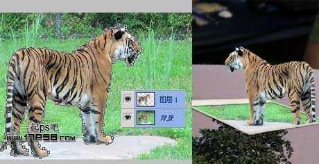 ‘photoshop制作出动物跳出相框场景‘