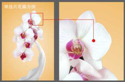 ‘Photoshop合成牛奶泼洒出纯白色花朵的效果‘