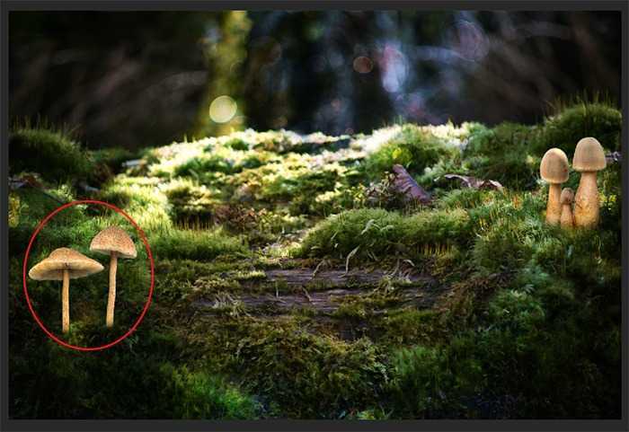 ‘PS合成经典梦幻森林中的魔法小公主‘