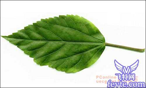 用maya制作逼真的树叶 脚本之家 MAYA建模教程