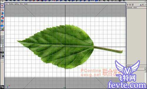 用maya制作逼真的树叶 脚本之家 MAYA建模教程