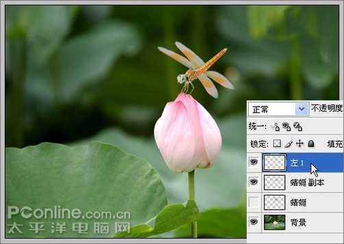 Photoshop CS3教程：蜻蜓落荷花动画