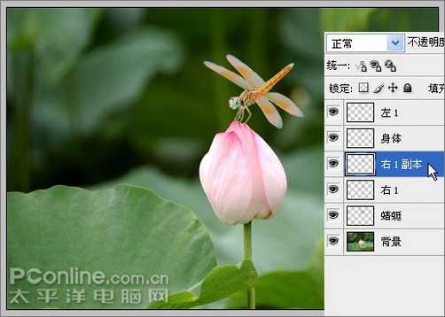 Photoshop CS3教程：蜻蜓落荷花动画