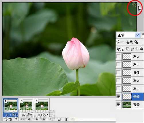 Photoshop CS3教程：蜻蜓落荷花动画