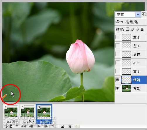 Photoshop CS3教程：蜻蜓落荷花动画