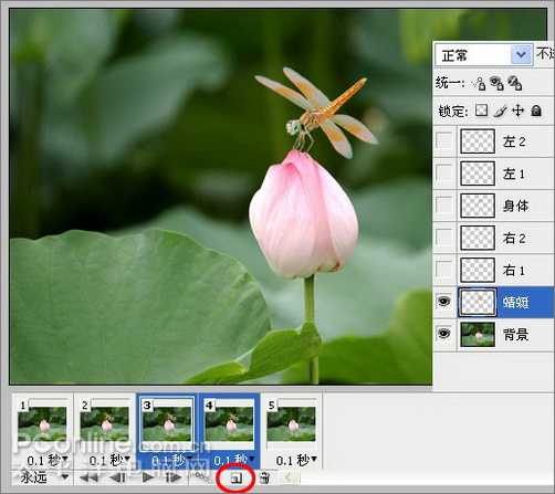 Photoshop CS3教程：蜻蜓落荷花动画