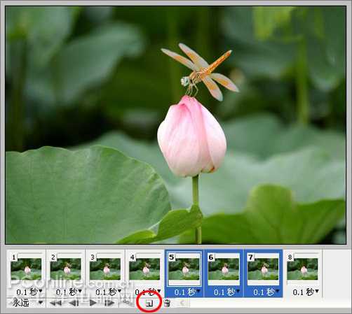 Photoshop CS3教程：蜻蜓落荷花动画