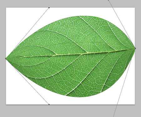‘Photoshop打造漂亮的绿色叶片字效果‘