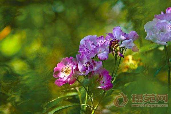 ‘photoshop快速将花卉调制出Lomo风格技巧‘