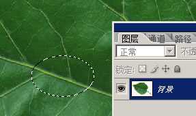‘PS制作逼真的叶片上水滴水珠效果‘