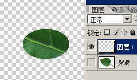 ‘PS制作逼真的叶片上水滴水珠效果‘