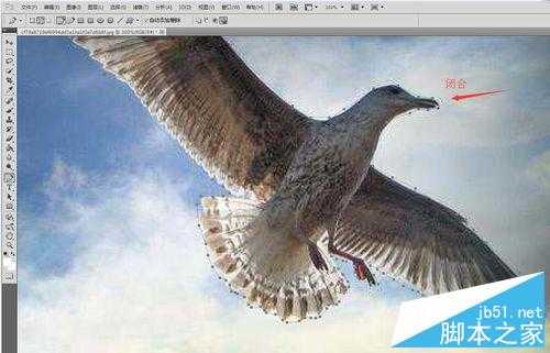 PHOTOSHOP CS5中用钢笔抠图