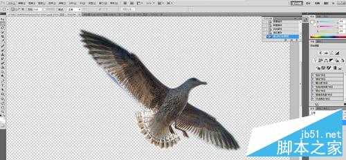 PHOTOSHOP CS5中用钢笔抠图