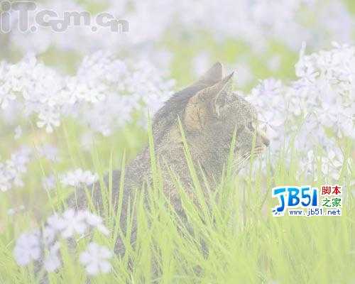 Photoshop新手教程：添加相框及签名(2)