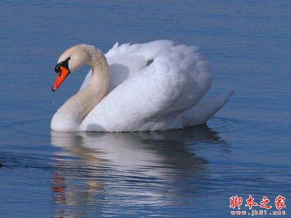 ‘photoshop合成制作浮在水面的天鹅与美女场景‘