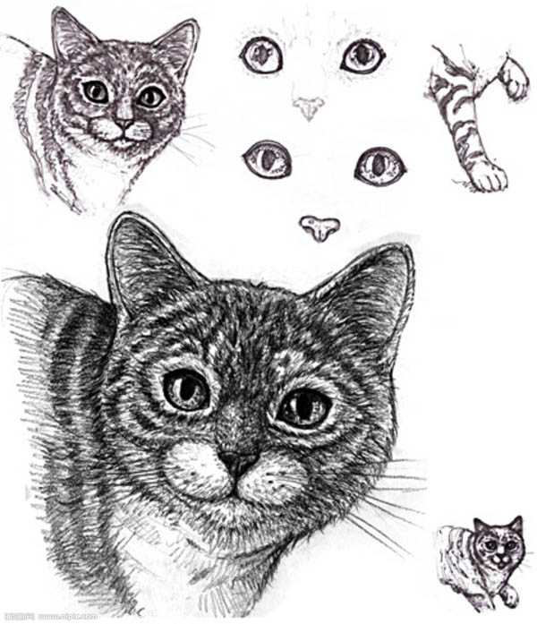 ‘photoshop超强鼠绘逼真的宠物猫‘