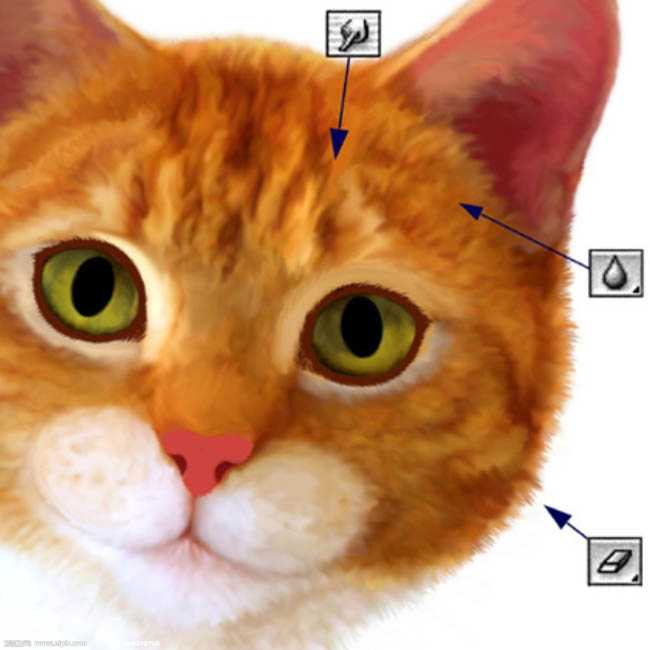 ‘photoshop超强鼠绘逼真的宠物猫‘