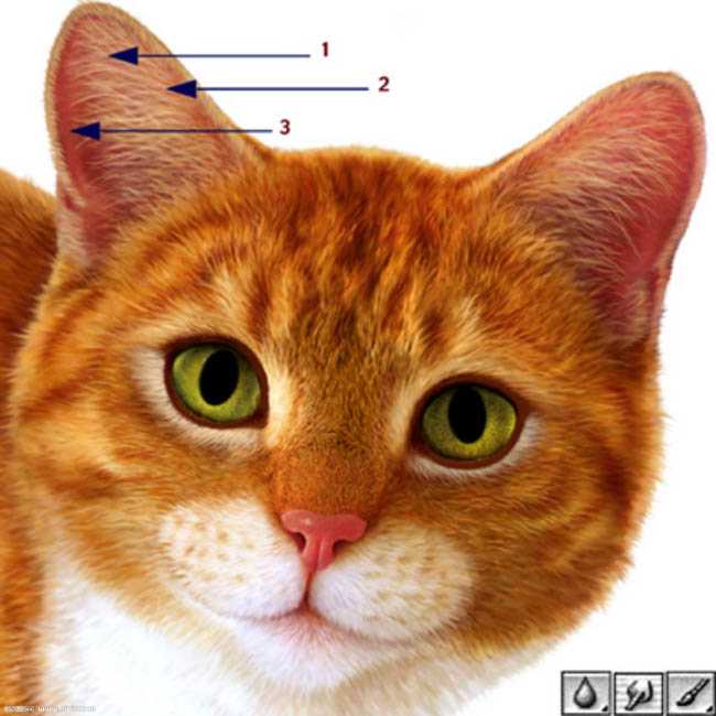 ‘photoshop超强鼠绘逼真的宠物猫‘